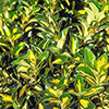 euonymus-japonicus-th