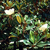 magnolia-grandiflora-th